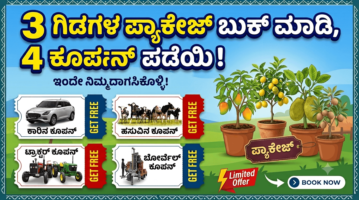 Pack of 3 fruit plant